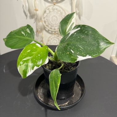 VARIEGATED PHILODENDRON WHITE WIZARD