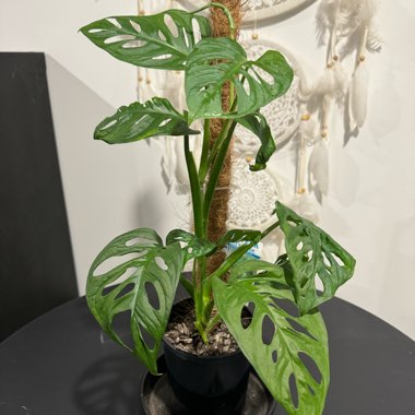 JzkaB1211's plant