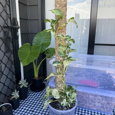 Epipremnum aureum 'Manjula' syn. Epipremnum aureum 'Happy Leaf'