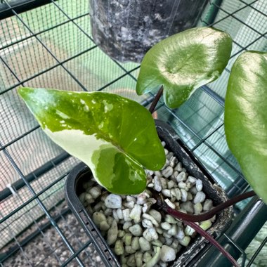 Black Stem Alocasia 