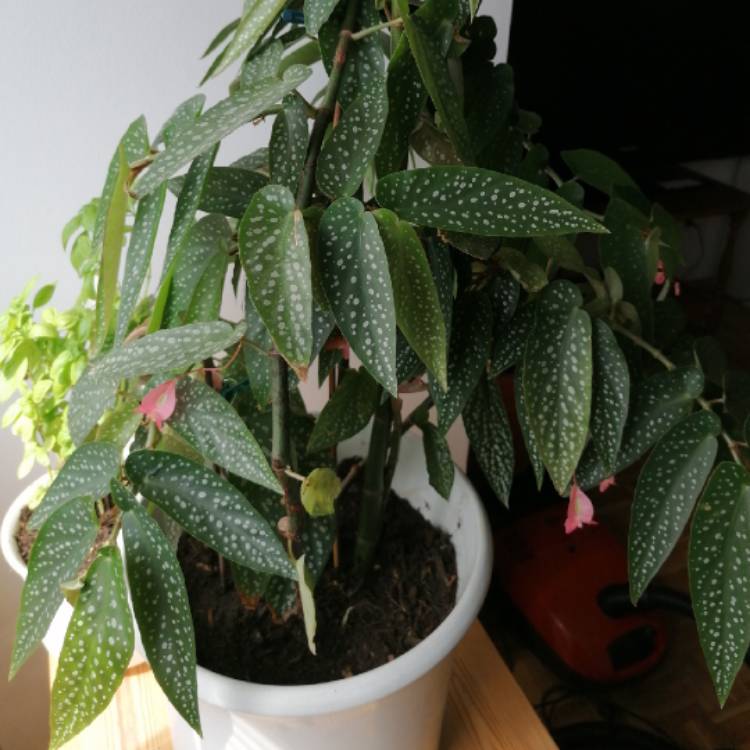 Plant image Begonia maculata 'Raddi'