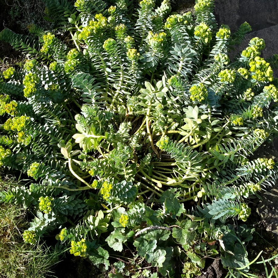 Plant image Euphorbia myrsinites