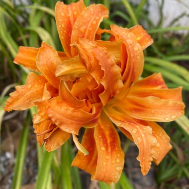 Hemerocallis fulva 'Kwanso' syn. Hemerocallis 'Kwanso'