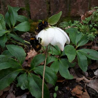 Hellebore