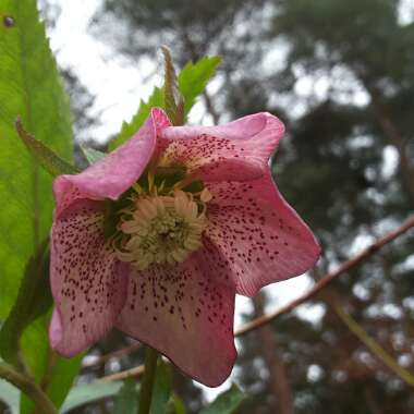 Hellebore