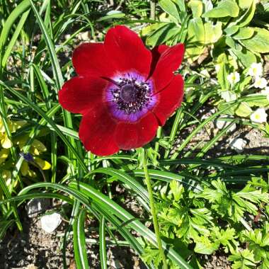 Anemone (De Caen Group) 'Bordeaux'