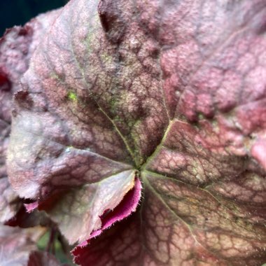 Heuchera 'Beaujolais'