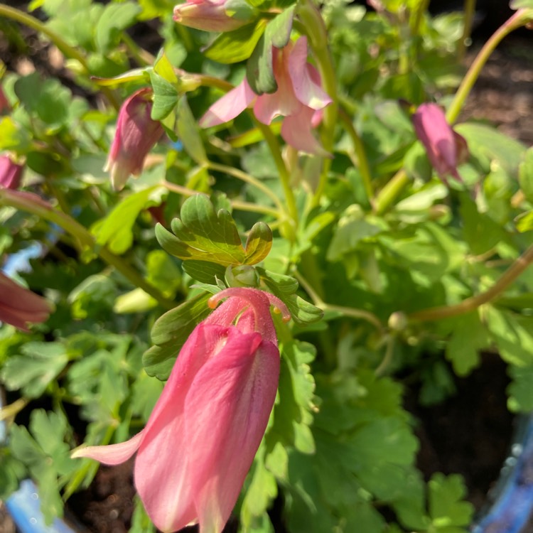 Plant image Aquilegia vulgaris 'Winky Rose-Rose'