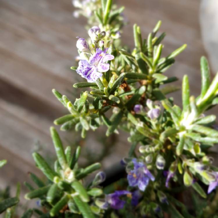 Plant image Salvia rosmarinus 'Blue Lagoon' syn. Rosmarinus officinalis 'Blue Lagoon'