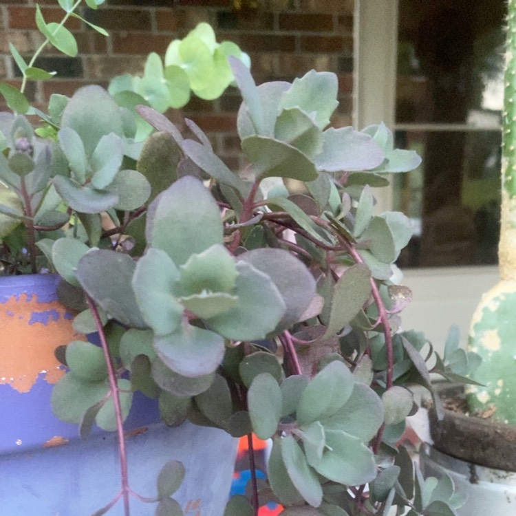 Plant image Sedum 'Sunsparkler Dazzleberry'