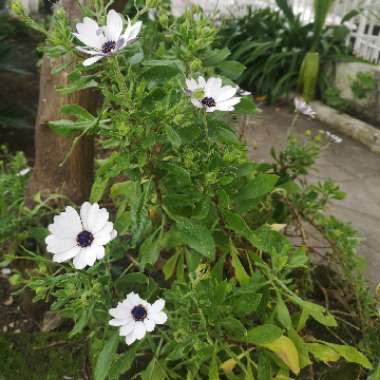 Shasta Daisy