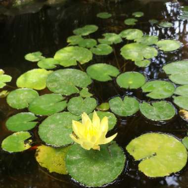 Water Lily