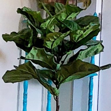 Fiddle Leaf Fig