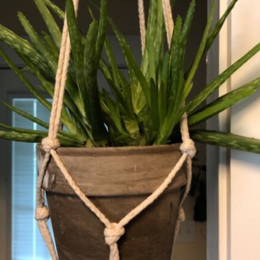 Aloe Vera