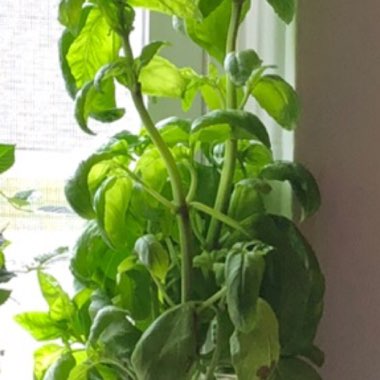 Basil 'Napoletano'