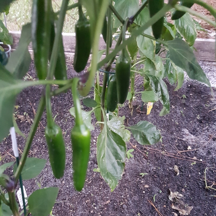 Plant image Capsicum Annuum 'Mammoth Jalapeno Pepper'