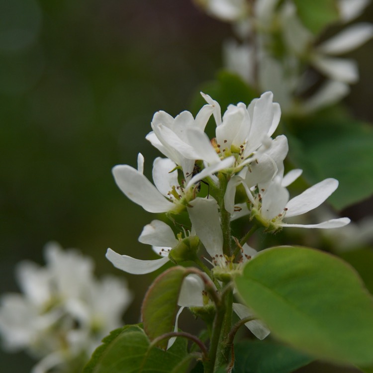 Plant image Amelanchier