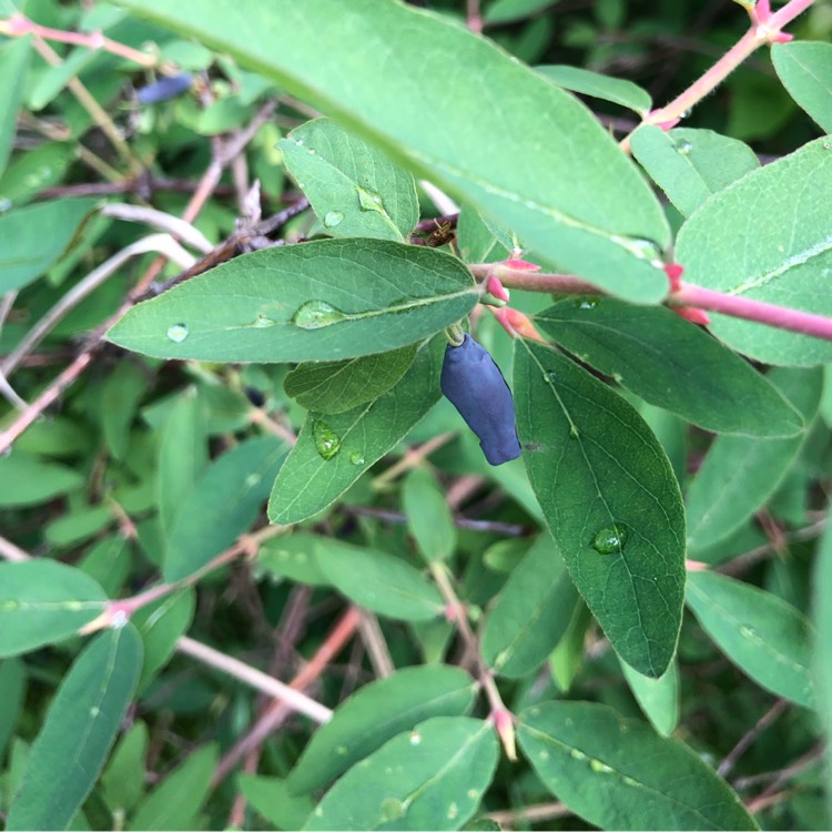 Plant image Lonicera caerulea var. kamtschatica