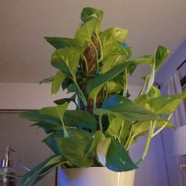 Epipremnum aureum (Devil's Ivy)