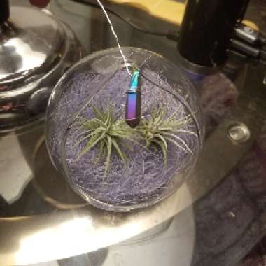 Air Plant 'Guatemala'