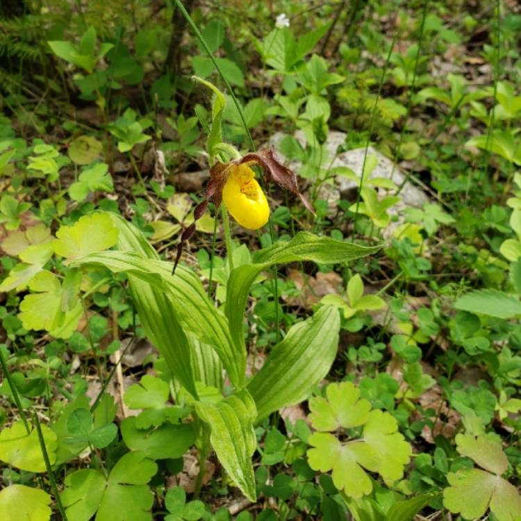 Plant image Calceolaria