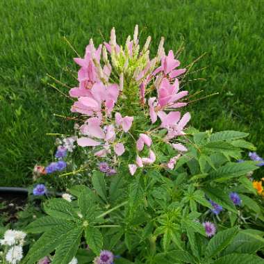 Cleome