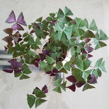 Oxalis triangularis