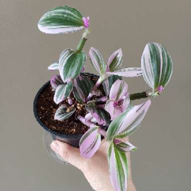 Tradescantia albiflora 'Nanouk'