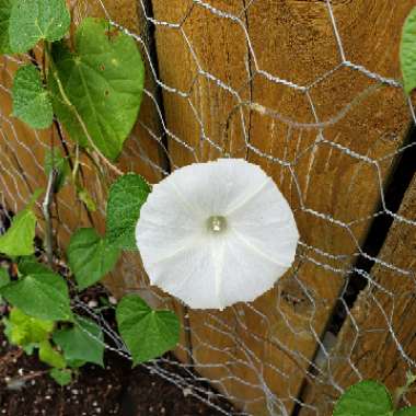 Ipomoea Alba