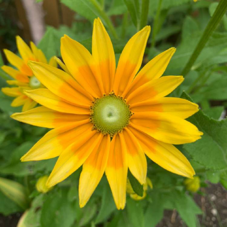 Plant image Rudbeckia hirta 'Prairie Sun'