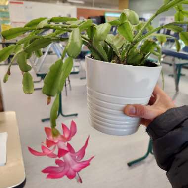 Christmas Cactus