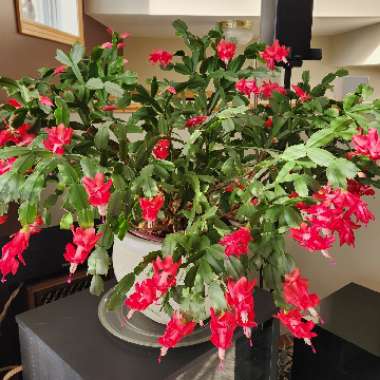 Zygocactus,Thanksgiving Cactus