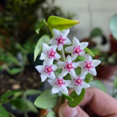 Minature Waxplant