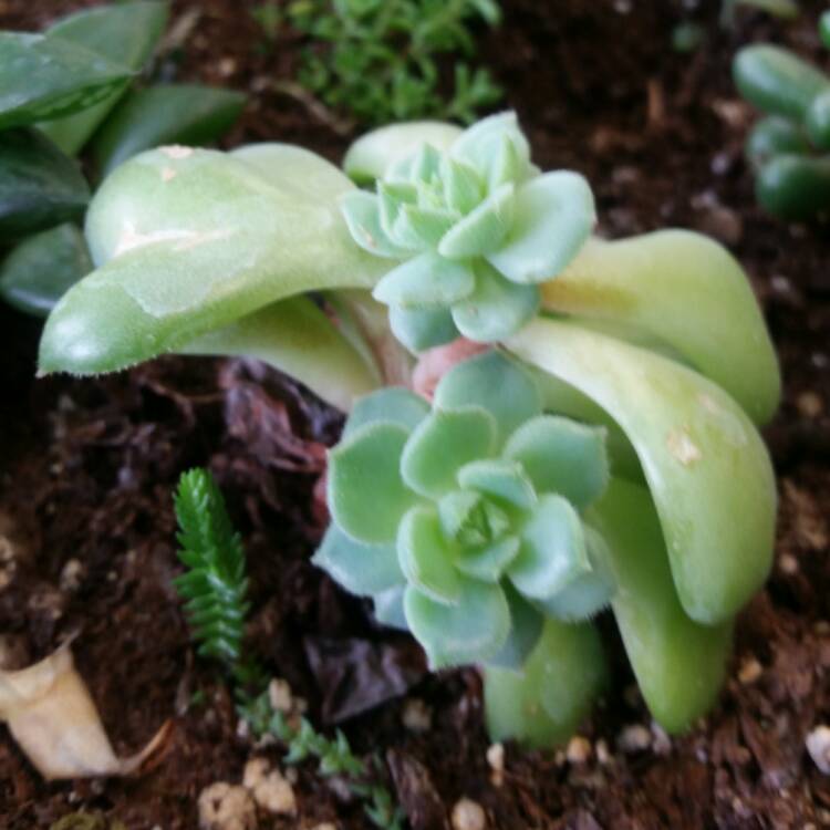 Plant image Echeveria Dondo