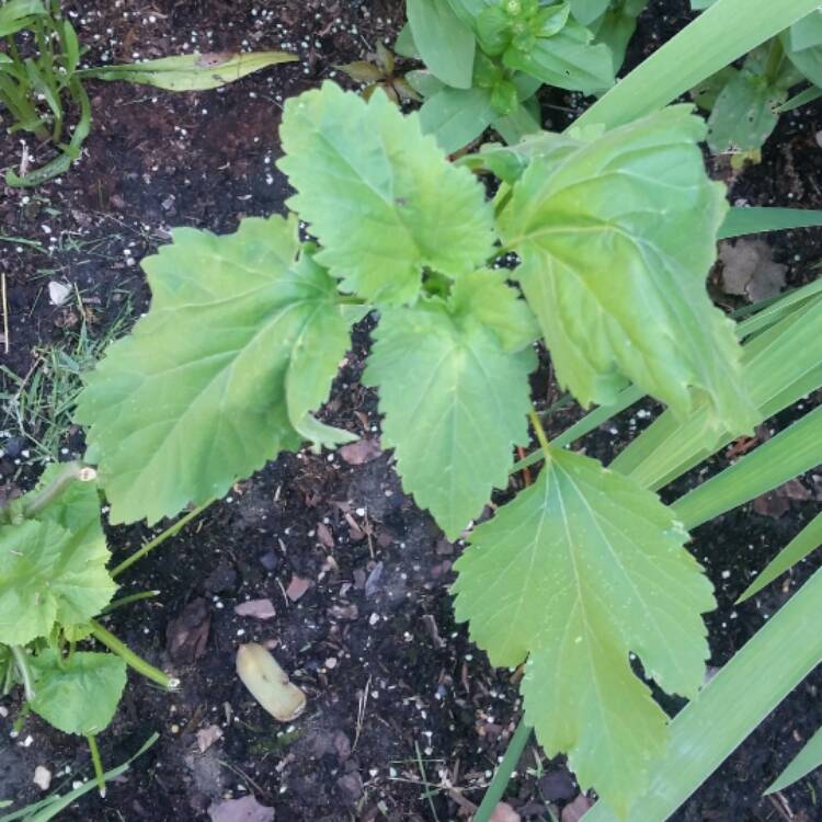 Plant image Brassica napus