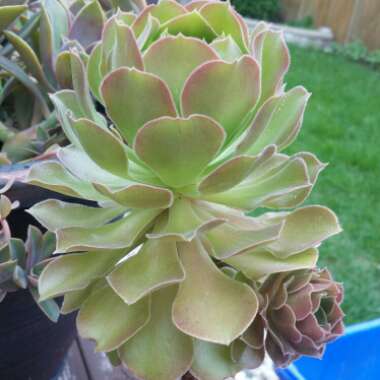 Aeonium Arboreum Atropurpureum