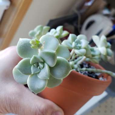 Graptopetalum Paraguayense subsp. Bernalense