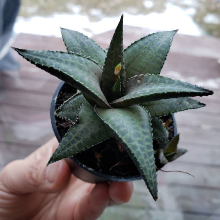 Plant image Haworthia Venosa ssp. Tessllata