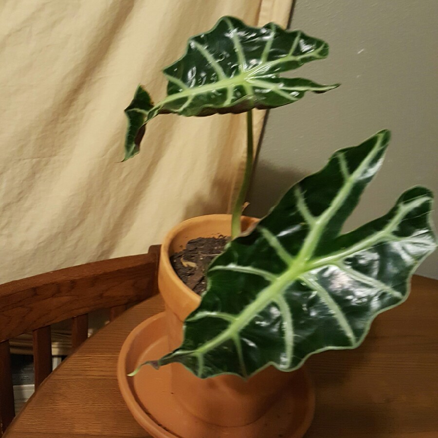 Alocasia x amazonica, Amazonian Elephant Ear - uploaded by @kailob