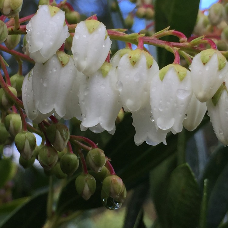 Plant image Pieris japonica 'Prelude'