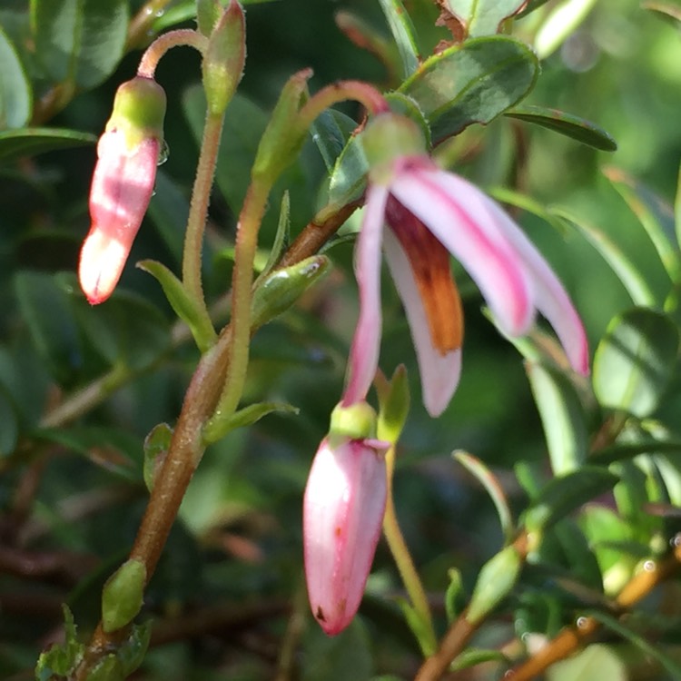 Plant image Vaccinium macrocarpon 'Early Black'