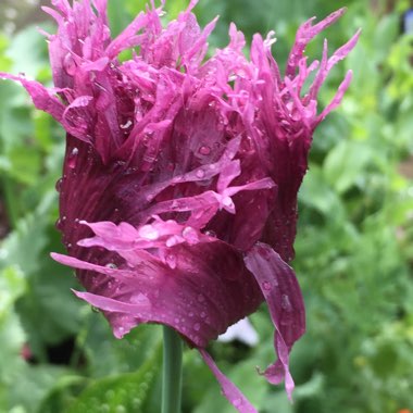 Opium Poppy