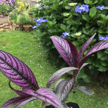 Persian Shield