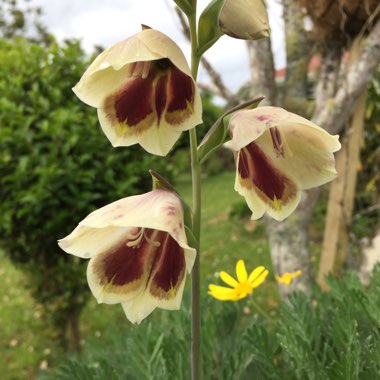 Gladioli (Species) Butterfly Gladiolus