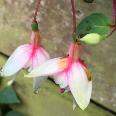 Fuchsia (Half-Hardy)