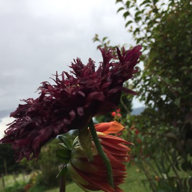 Opium Poppy