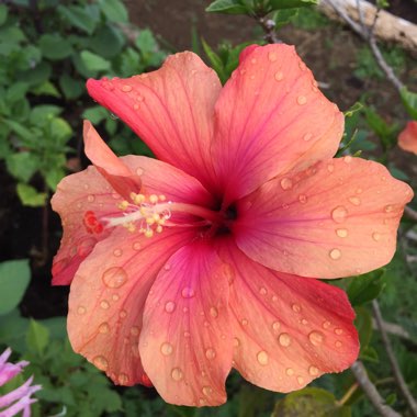 Hibiscus 'D.J. O' Brien