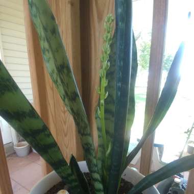 Sansevieria zeylanica