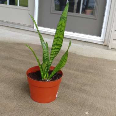 Sansevieria zeylanica