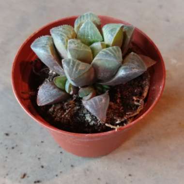 Haworthia retusa